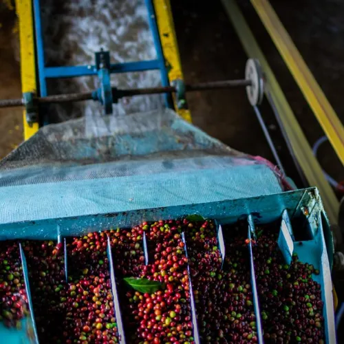 Entkoffeiniert Brasilien/ Äthiopien – Bild 4