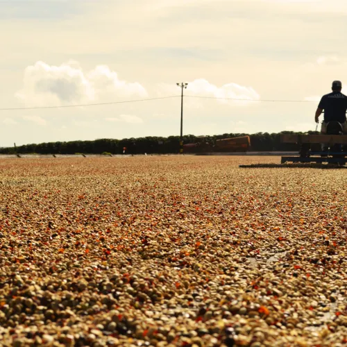 Entkoffeiniert Brasilien/ Äthiopien – Bild 5
