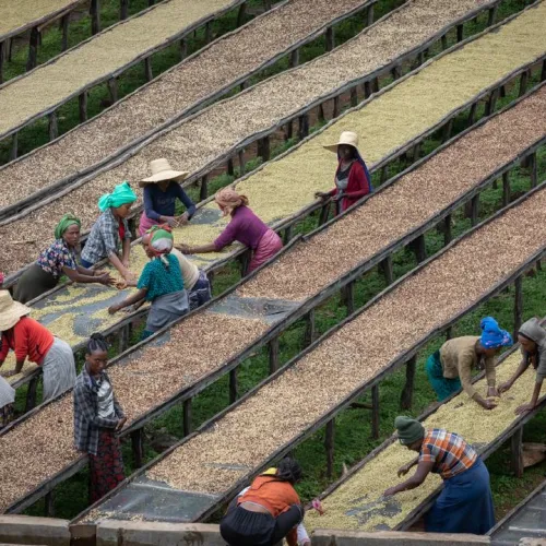 Entkoffeiniert Brasilien/ Äthiopien – Bild 6